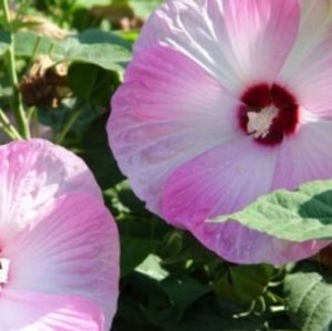 Rose Mallow Hibiscus 20 seeds